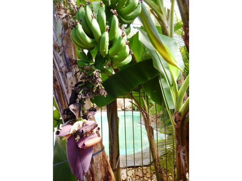 5 Nicol Street, Mclaren Vale SA 5171