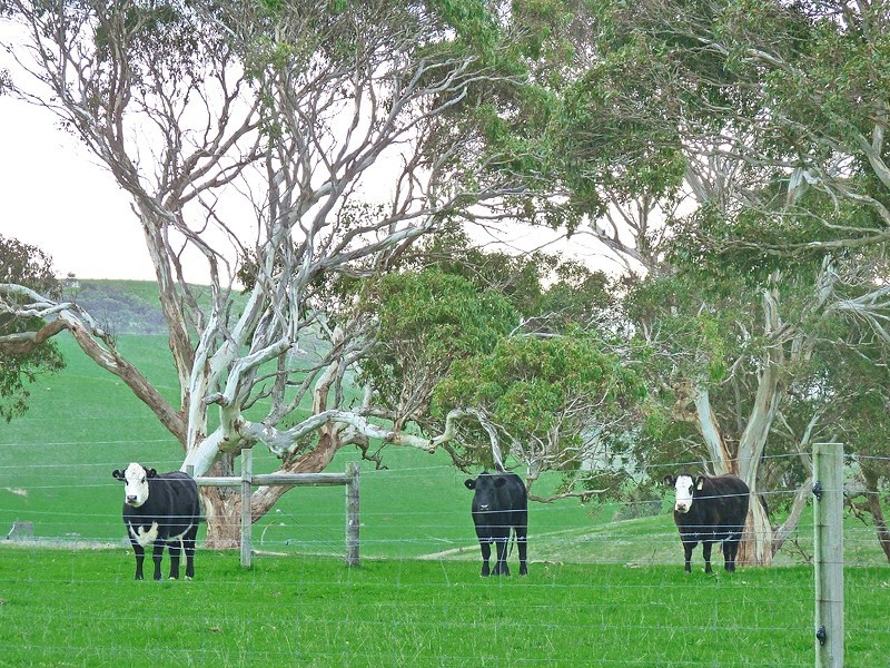 86 Bedlam Flat Road, Delamere SA 5204