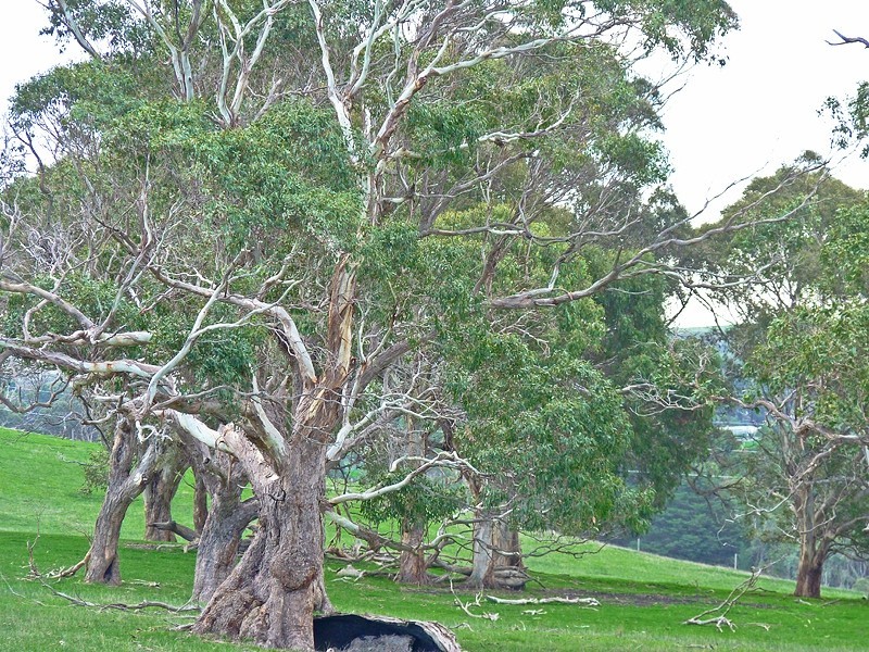 86 Bedlam Flat Road, Delamere SA 5204