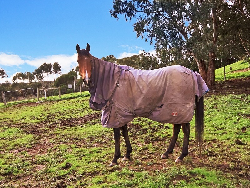 10 St Patricks Street, Willunga SA 5172