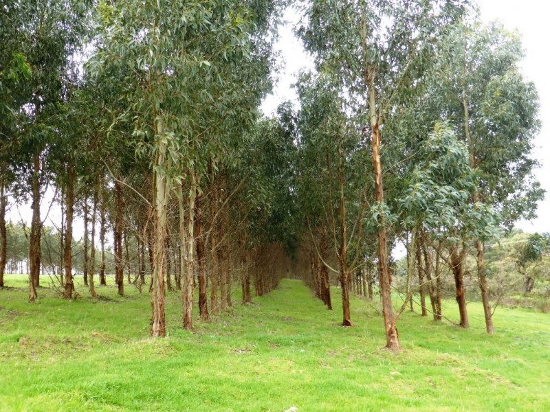 Lot 202 Munetta Road, Pages Flat SA 5172