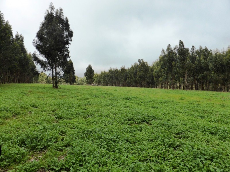 Lot 202 Munetta Road, Pages Flat SA 5172