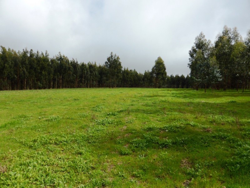 Lot 202 Munetta Road, Pages Flat SA 5172