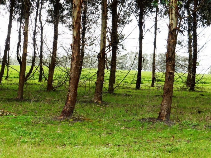 Lot 202 Munetta Road, Pages Flat SA 5172