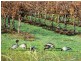 Lot 3, 212 Seaview Road, Mclaren Vale SA 5171