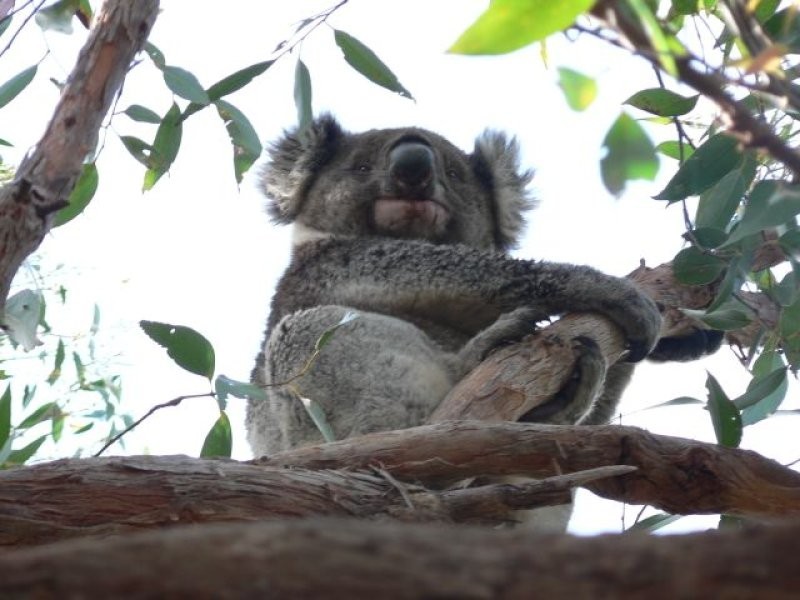 Lot 21 Strickland Road, Kangarilla SA 5157
