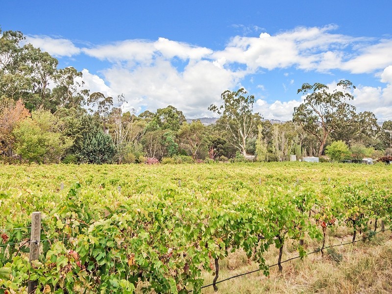 131 Blewitt Springs Road, Mclaren Flat SA 5171