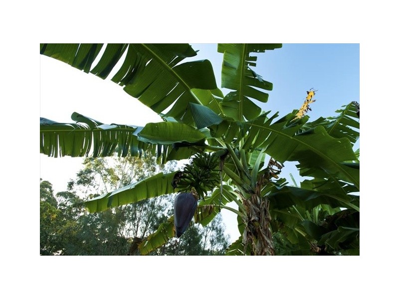 Diddillibah QLD 4559