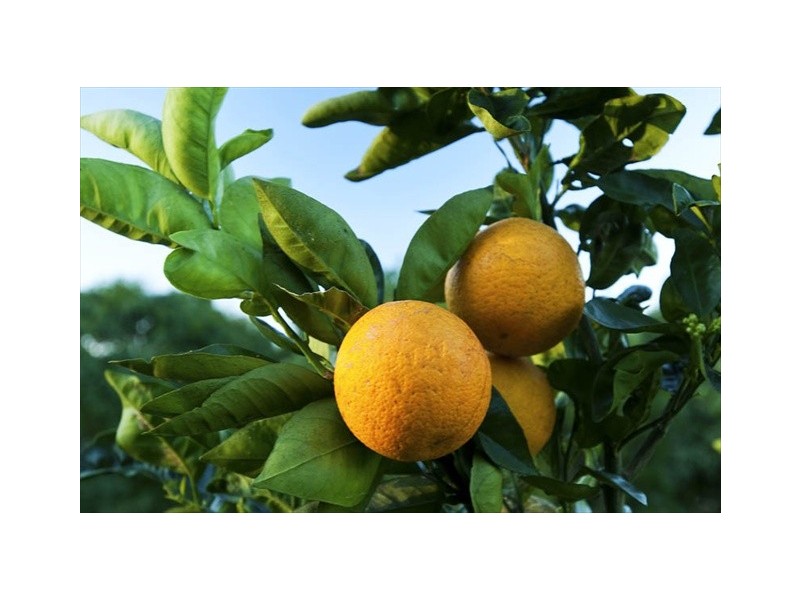 Diddillibah QLD 4559