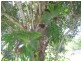 Nambour QLD 4560