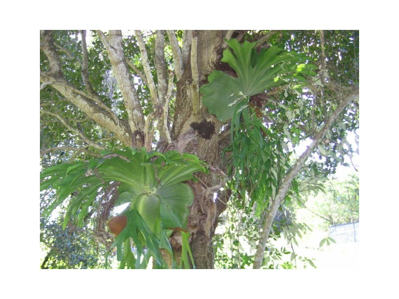 Nambour QLD 4560