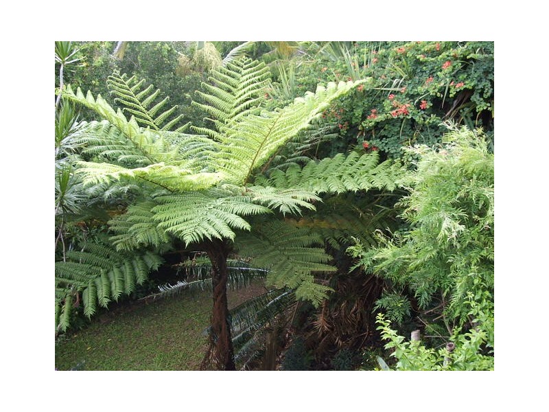 11 Canmaroo Ave, Nambour QLD 4560