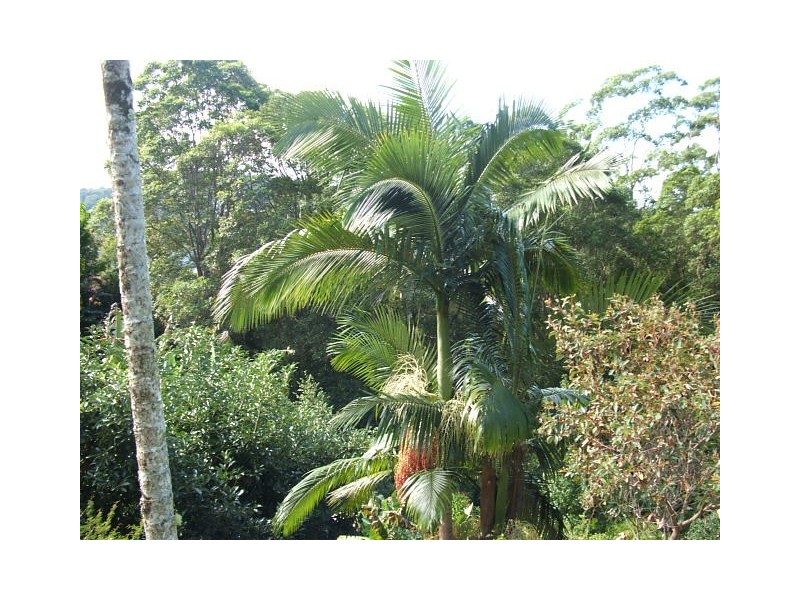 7 Nora Court, Burnside QLD 4560