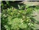 Rosemount QLD 4560