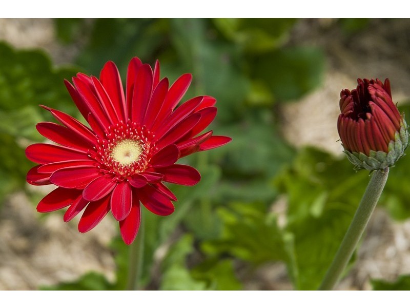 41A Campbell Street, Woombye QLD 4559