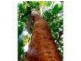 111A Kentish Road, Kiels Mountain QLD 4559