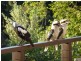 34 Waverley Ridge Road., Crafers West SA 5152