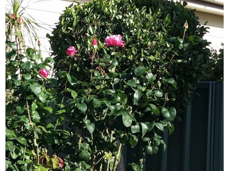 314, 1 – 27 Maude Street, Encounter Bay SA 5211