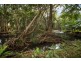 235 Mowbray River Road, Mowbray QLD 4877
