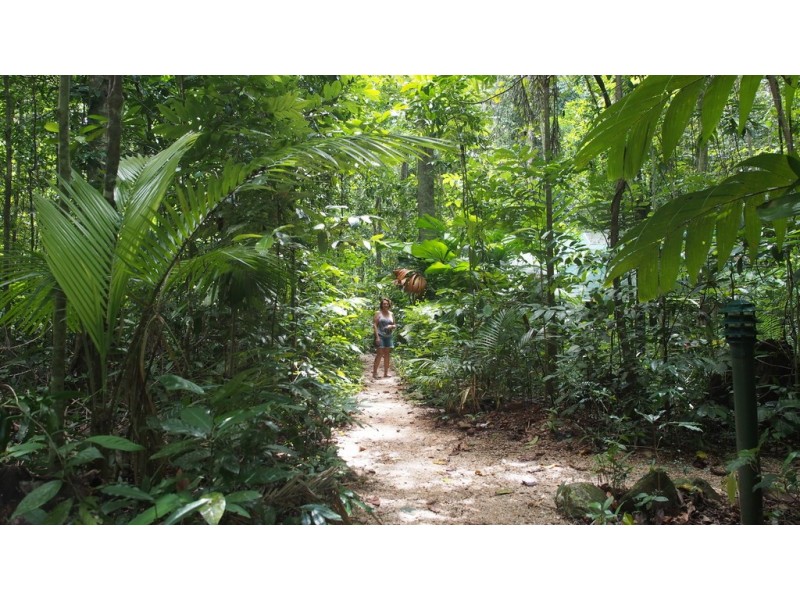 161 Buchanan Creek Road Cow Bay, Daintree QLD 4873