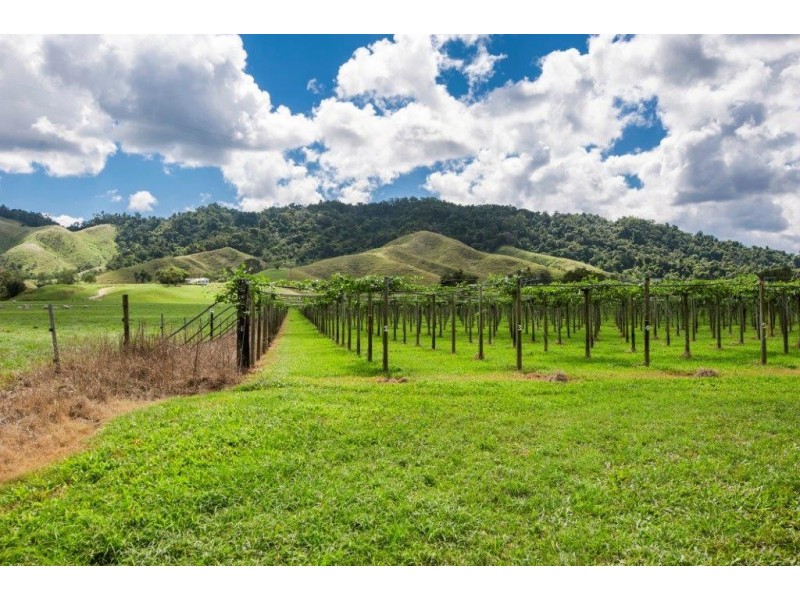 426 Douglas Creek Road (Stewart Creek Valley), Lower Daintree QLD 4873