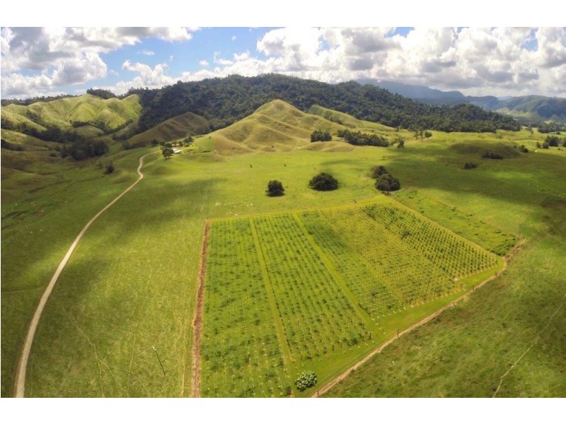 426 Douglas Creek Road (Stewart Creek Valley), Lower Daintree QLD 4873