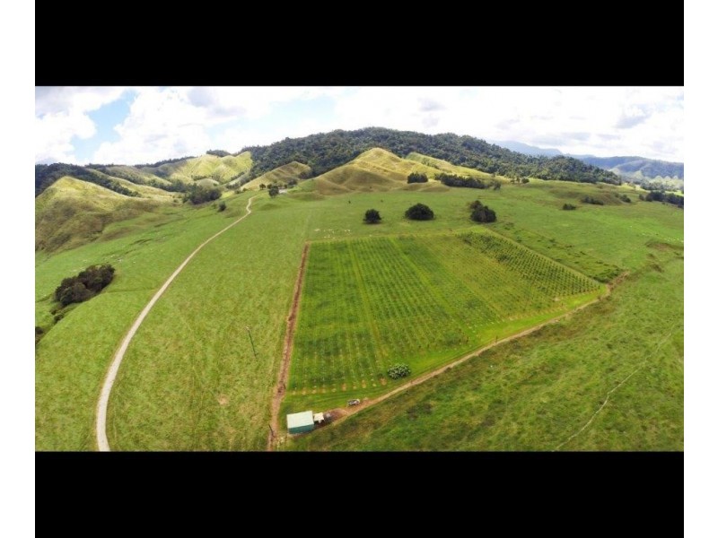 426 Douglas Creek Road (Stewart Creek Valley), Lower Daintree QLD 4873