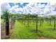 426 Douglas Creek Road (Stewart Creek Valley), Lower Daintree QLD 4873