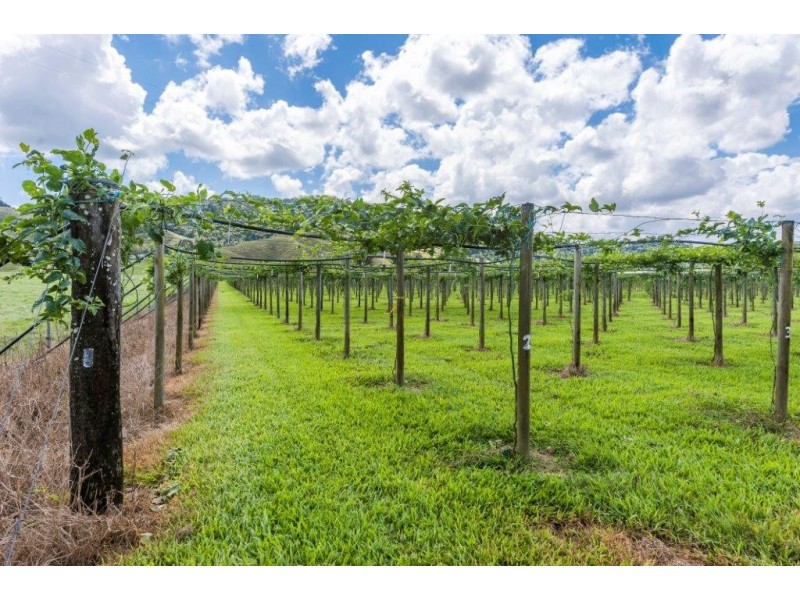 426 Douglas Creek Road (Stewart Creek Valley), Lower Daintree QLD 4873