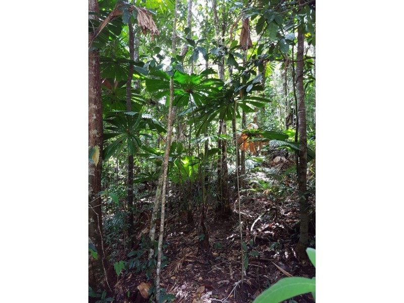 385 Maple Road, Daintree QLD 4873