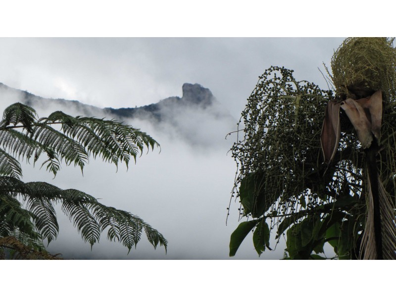 580 Whyanbeel Road, Whyanbeel QLD 4873