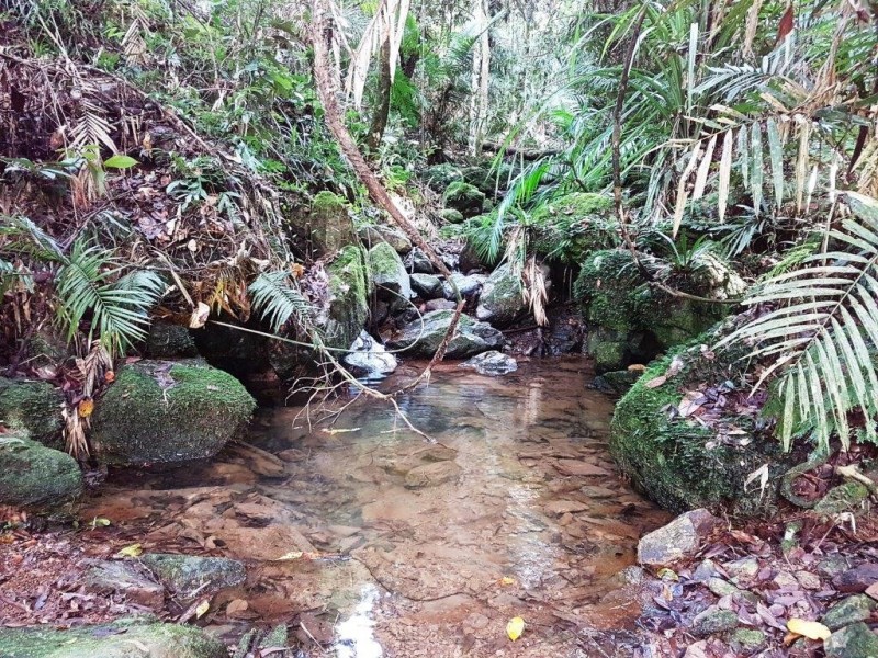 118 Maple Rd Cow Bay, Daintree QLD 4873