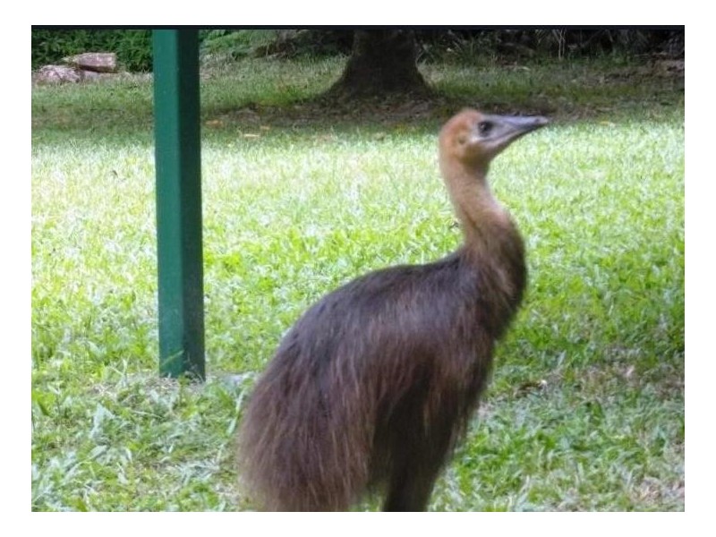 3 Forest Creek road, Daintree QLD 4873