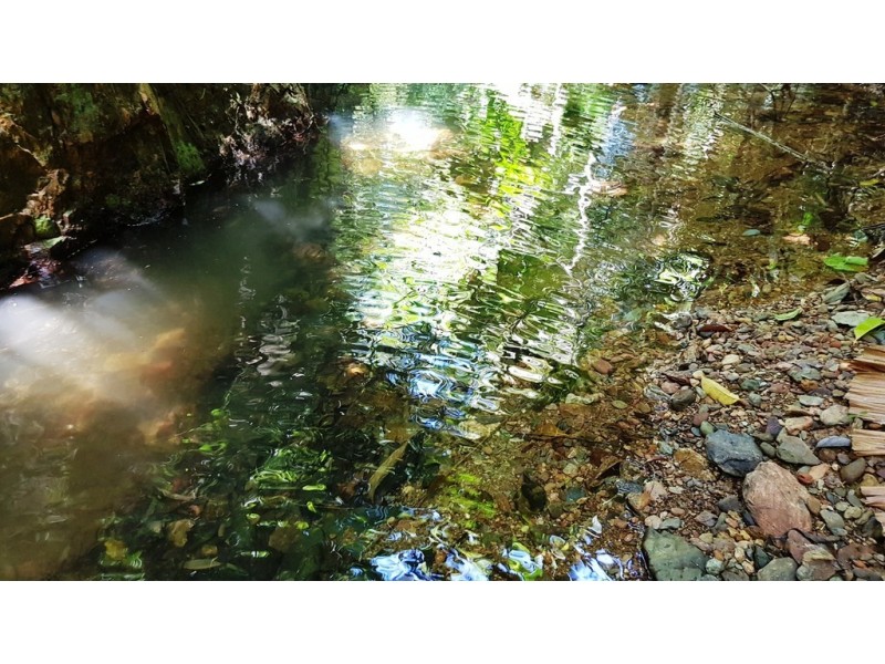 Lot 514 Silver Ash Road, Daintree QLD 4873