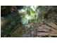 Lot 514 Silver Ash Road, Daintree QLD 4873
