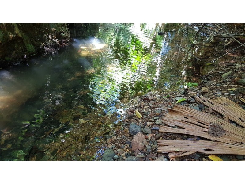 Lot 514 Silver Ash Road, Daintree QLD 4873