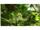 Lot 514 Silver Ash Road, Daintree QLD 4873