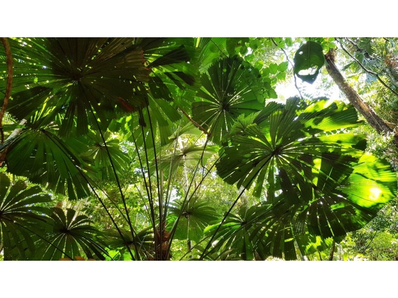 Lot 514 Silver Ash Road, Daintree QLD 4873
