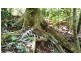 Lot 514 Silver Ash Road, Daintree QLD 4873