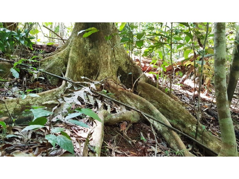 Lot 514 Silver Ash Road, Daintree QLD 4873