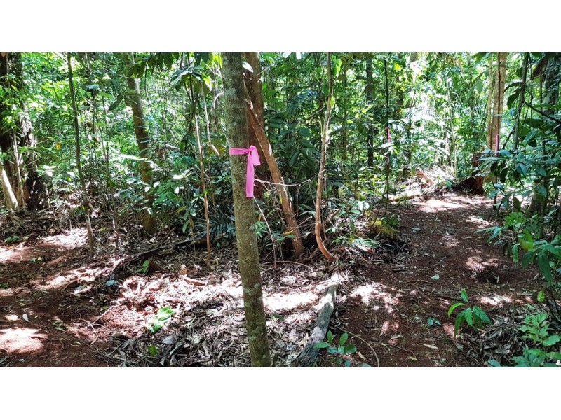 Lot 514 Silver Ash Road, Daintree QLD 4873