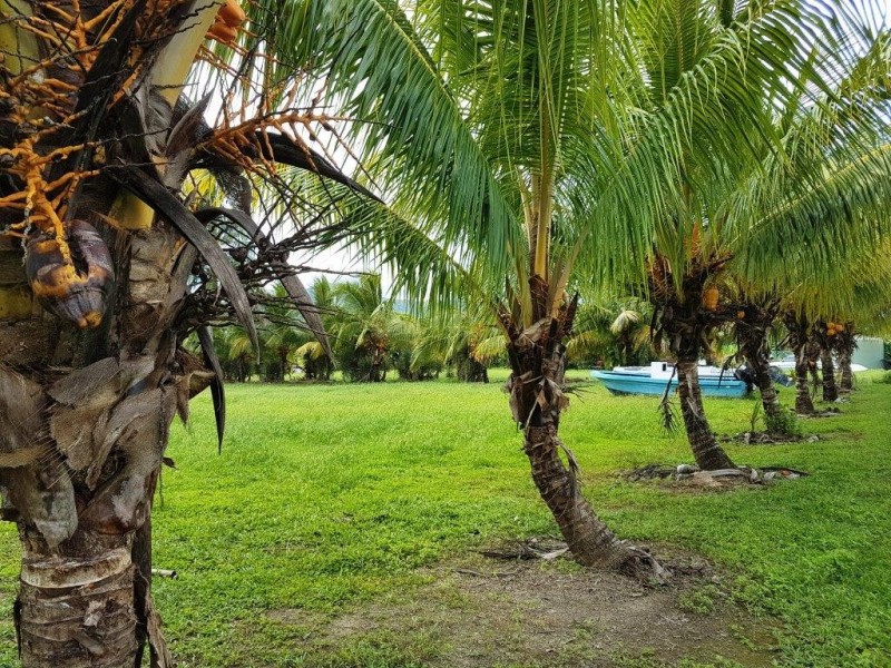 Lot 6 McDowall Lane, Lower Daintree QLD 4873