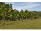44 Borzi Road, Shannonvale QLD 4873