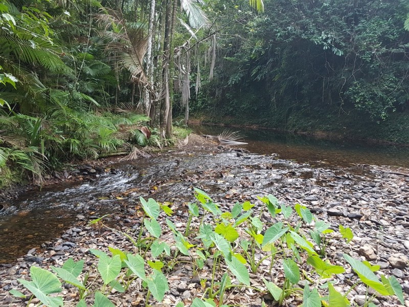 29 Mahogany Road Diwan, Daintree QLD 4873