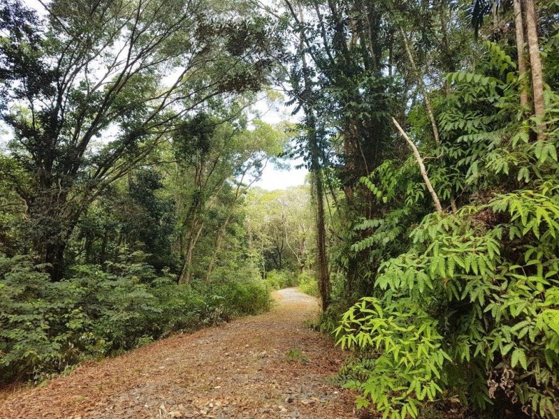 66 George Road Forest Creek, Daintree QLD 4873