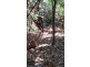 2 Forest Creek Road, Daintree QLD 4873