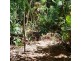 2 Forest Creek Road, Daintree QLD 4873