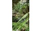 Lot 19 Thornton Pk Drive Forest Creek, Daintree QLD 4873