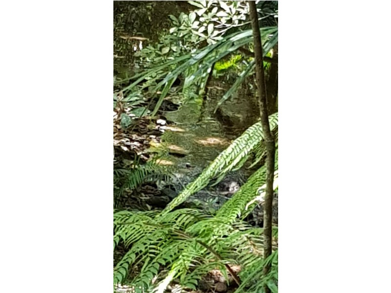 Lot 19 Thornton Pk Drive Forest Creek, Daintree QLD 4873