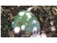 Lot 19 Thornton Pk Drive Forest Creek, Daintree QLD 4873